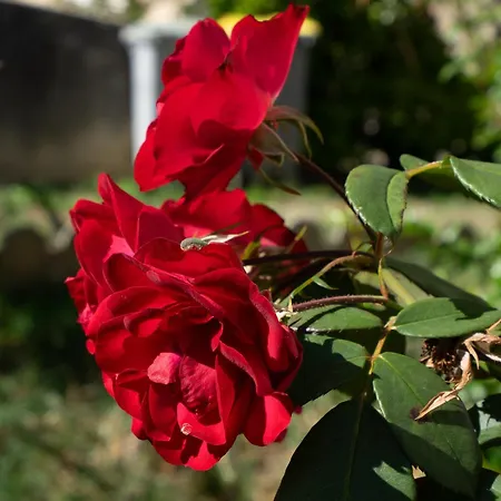 Climatise Avec Jardin * ليمو