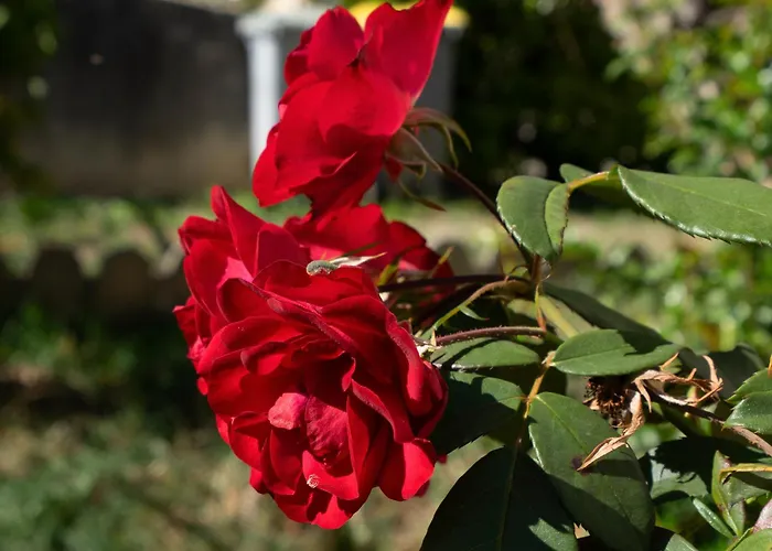 Climatise Avec Jardin Limoux